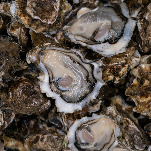 Tasting My Way Through Hiroshima's Oyster Scene