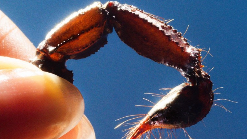 Squid Tackle a Universal Evil on Cowards