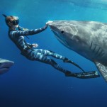 Shark Whisperer’s Passionate Conservation Hints at the Inner Darkness of Ocean Ramsey