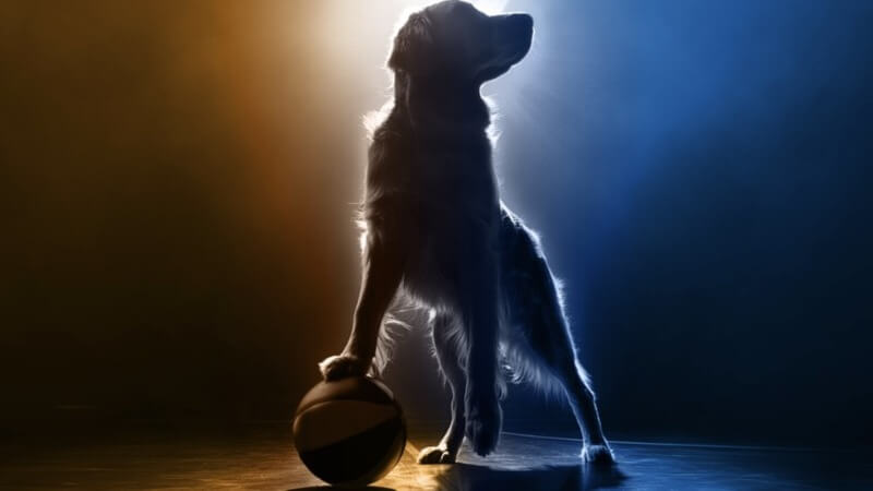God Help Us, Air Bud Is Getting a Meta Legacy Sequel, Air Bud Returns