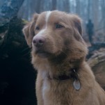 Growl in Alarm at the First Trailer for Acclaimed Dog Horror Movie Good Boy
