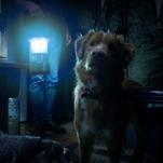 Horror Heartbreaker Good Boy Is Much More than Its Doggy Gimmick