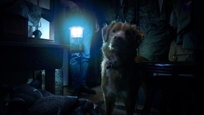 Horror Heartbreaker Good Boy Is Much More than Its Doggy Gimmick
