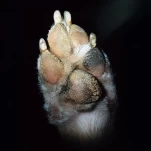 Avery Tucker Goes Raw On Paw