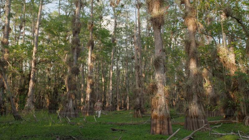 River of Grass Is a Lyrical Walk Through the Everglades with the Ghost of Marjory Stoneman Douglas