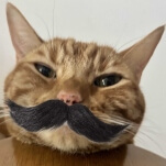 The Death of Adventure Games: The Cat Mustache Was Never the Issue Here