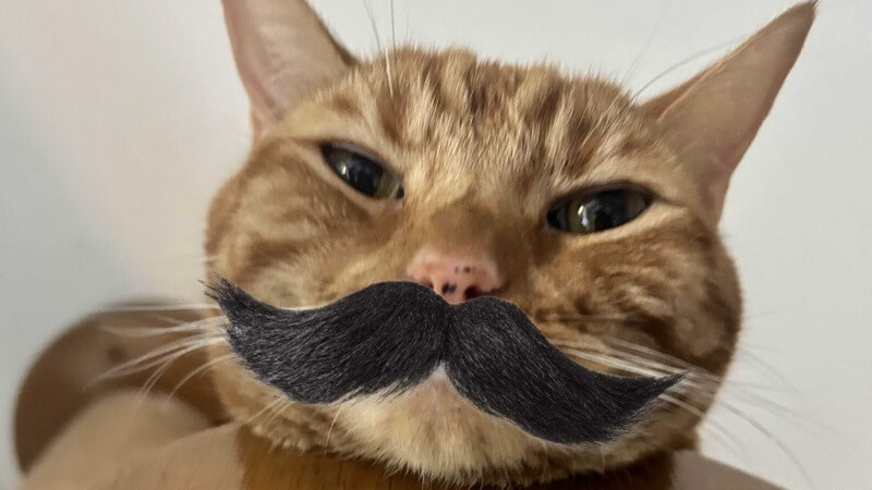 The Death of Adventure Games: The Cat Mustache Was Never the Issue Here